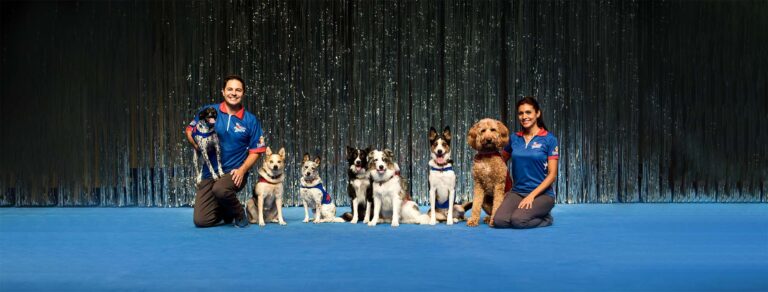Perondi seating on stage with a group of dogs and a woman